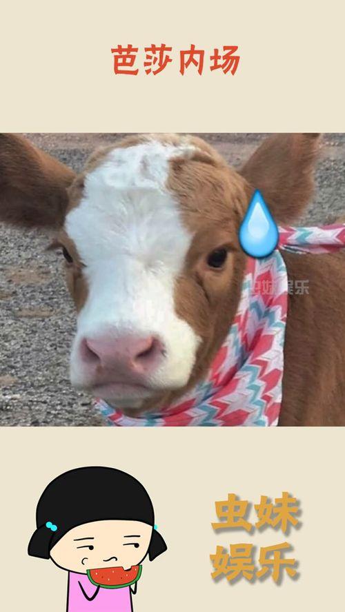 娱乐吃瓜酱母狮子